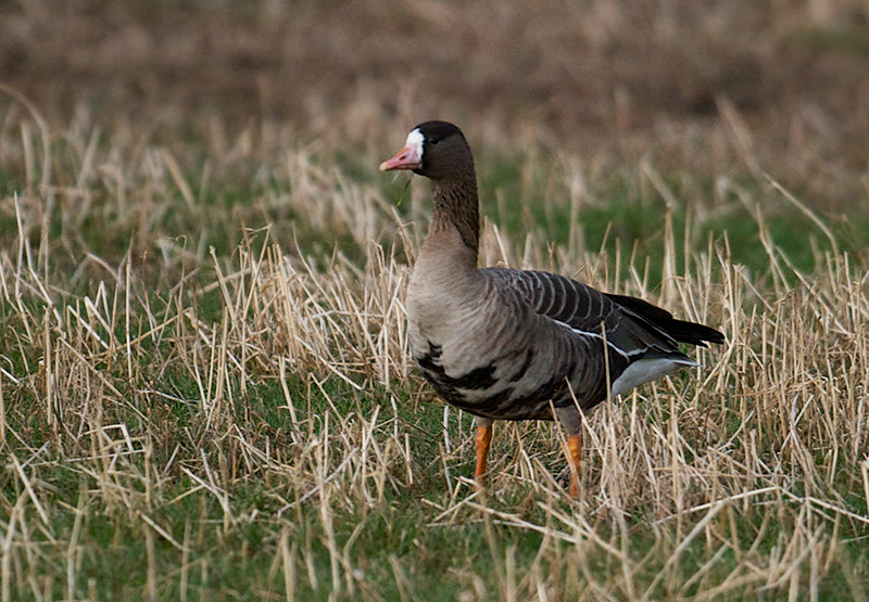 Tundragås u.a. albifrons - Greater Whit-fronted Goose (Anser albifrons albifrons).jpg